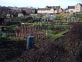 Allotments IMGP6926